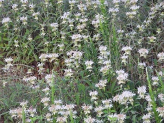 Monarda fistulosa stipitatoglandulosa