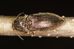 Hadromorphus inflatus