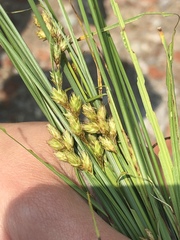 Carex tincta