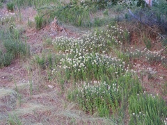 Monarda fistulosa stipitatoglandulosa