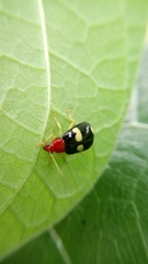 Gynandrobrotica lepida