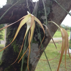Brassavola cucullata