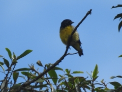 Spinus xanthogastrus