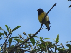 Spinus xanthogastrus