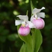 Showy Lady's Slipper - Photo (c) Chelsea Gottfried, some rights reserved (CC BY-NC), uploaded by Chelsea Gottfried