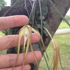 Brassavola cucullata