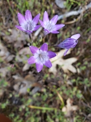 Triteleia bridgesii