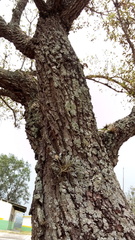 Quercus oleoides