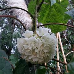 Dombeya × cayeuxii