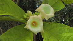 Cordia superba