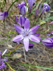Triteleia bridgesii