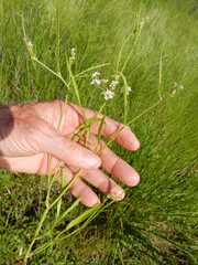 Limnosciadium pinnatum