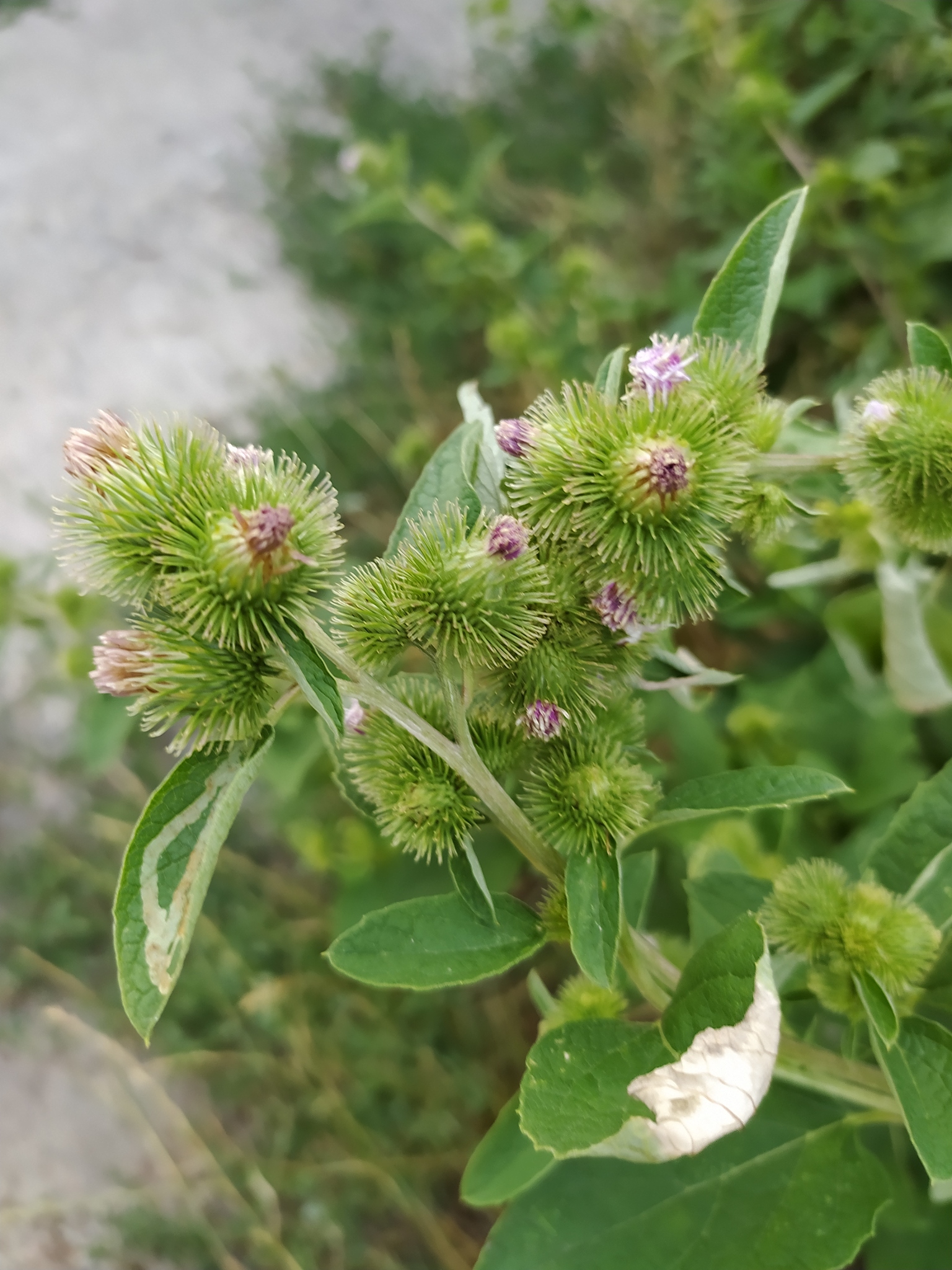 Arctium X nothum