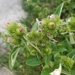 Arctium × nothum - Photo (c) Andrii Churilov, algunos derechos reservados (CC BY-NC), subido por Andrii Churilov