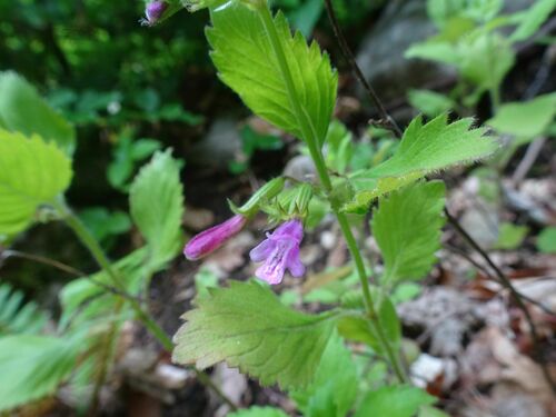 Clinopodium grandiflorum (Clinopodium grandiflorum)