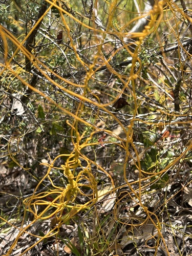Cassytha filiformis observed 2024-07-17