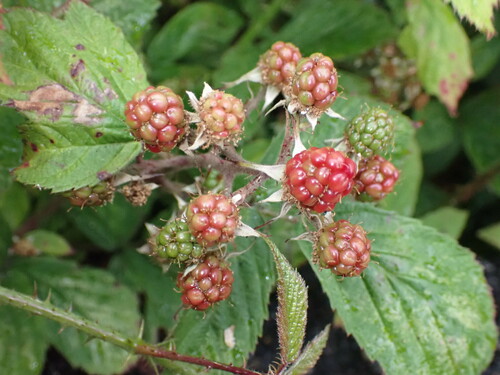 Rilstone's Bramble (Rubus rilstonei)
