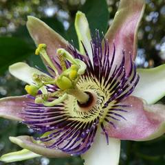 Passiflora alata × caerulea