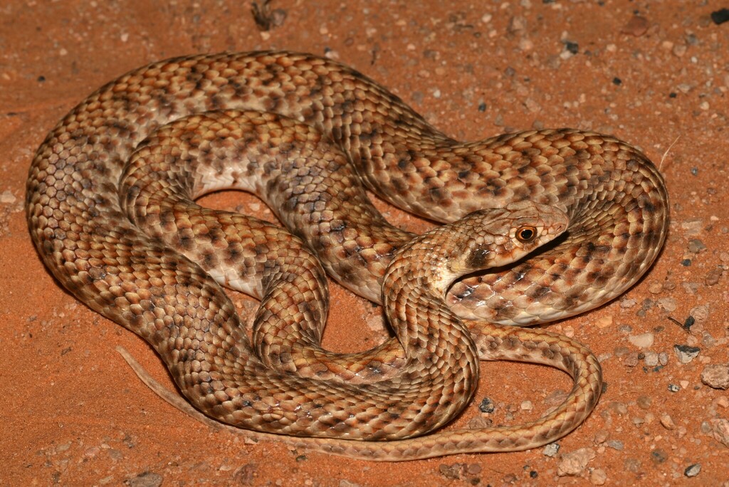 Moila Snake