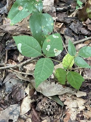 Cameraria guttifinitella