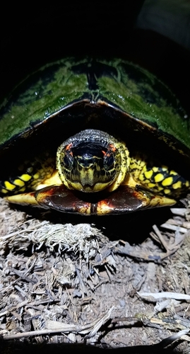 Spotted-legged Turtle