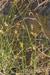 Carex tetrastachya