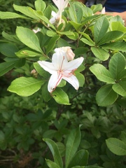 Rhododendron arborescens