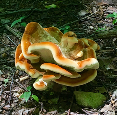 Bondarzewia berkeleyi