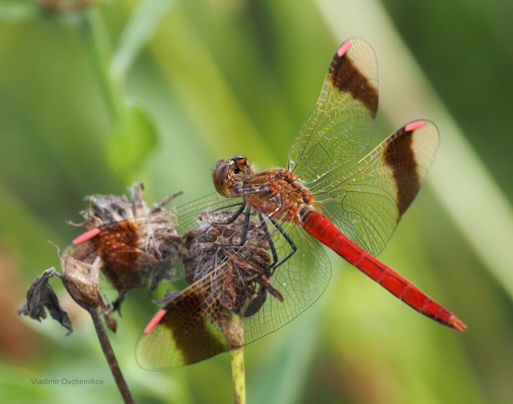 Banded Darter from Зеленоградский административный округ, Москва ...