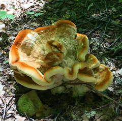 Bondarzewia berkeleyi