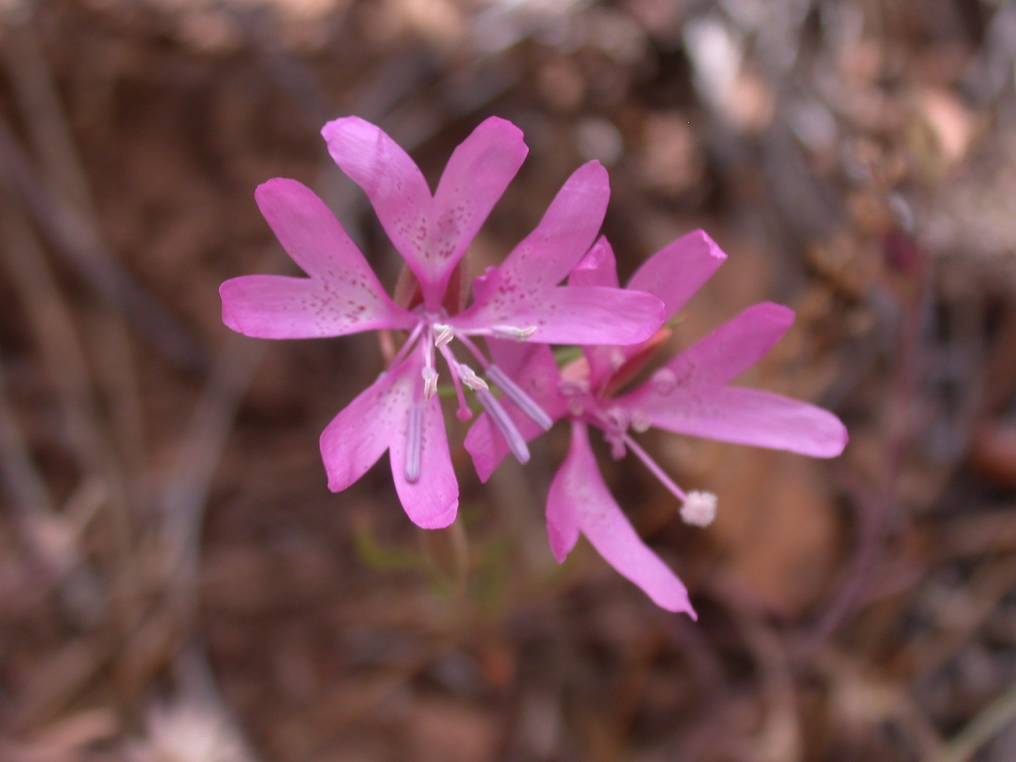 Clarkia biloba