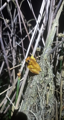 Elegant Forest Tree Frog