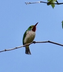 Todus multicolor