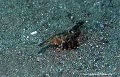 Dactylopus dactylopus