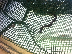 Amphiuma tridactylum