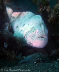 Antennarius striatus