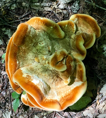 Bondarzewia berkeleyi