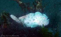 Antennarius striatus