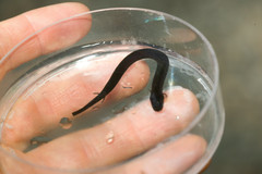 Amphiuma tridactylum