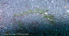 Halicampus macrorhynchus