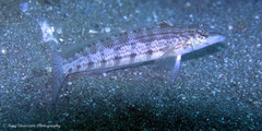 Parapercis lineopunctata