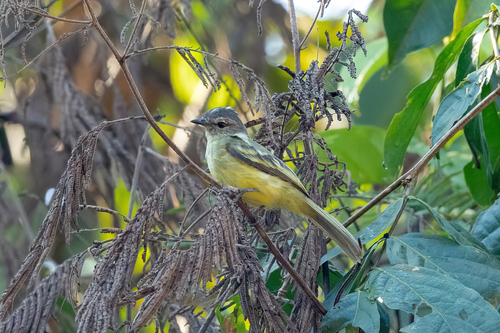 Forest Elaenia