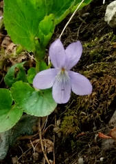 Viola sacchalinensis