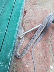 Trimorphodon biscutatus