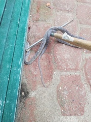 Trimorphodon biscutatus