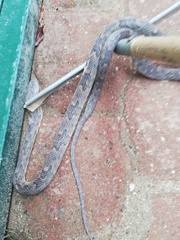 Trimorphodon biscutatus