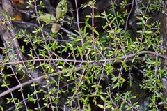 Coprosma microcarpa