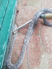 Trimorphodon biscutatus