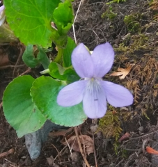 Viola sacchalinensis