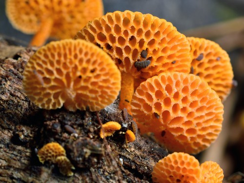 orange pore fungus